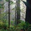 Sequoia National Park 