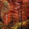 Fall Color Road
