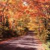 Fall Color Road