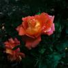 Coral Fringed Rose