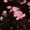 Pink Fringed Rose