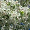 Crabapple Blossums