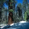 Tuolumne Meadows - Yosemite National Park